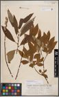 Foto von Salix dasyclados Wimm. x Salix purpurea L.